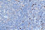 CXCR2 Antibody in Immunohistochemistry (Paraffin) (IHC (P))