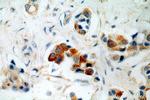 FGF8 Antibody in Immunohistochemistry (Paraffin) (IHC (P))