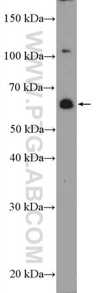 ZNF397 Antibody in Western Blot (WB)