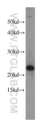 C16orf13 Antibody in Western Blot (WB)