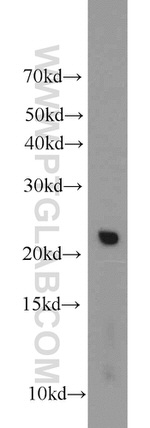 C16orf13 Antibody in Western Blot (WB)