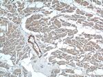 neuron navigator 1 Antibody in Immunohistochemistry (Paraffin) (IHC (P))