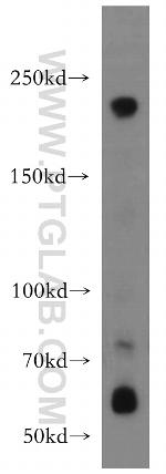 neuron navigator 1 Antibody in Western Blot (WB)