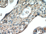 neuron navigator 1 Antibody in Immunohistochemistry (Paraffin) (IHC (P))