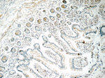 DAX-1 Antibody in Immunohistochemistry (Paraffin) (IHC (P))