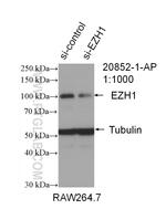 EZH1 Antibody in Western Blot (WB)