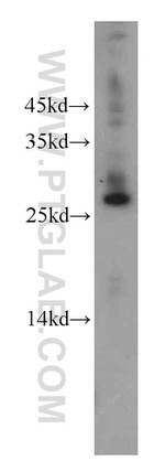 THAP2 Antibody in Western Blot (WB)