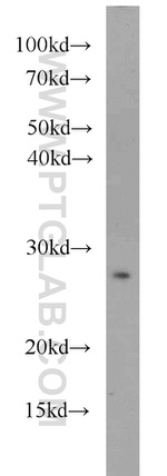 THAP2 Antibody in Western Blot (WB)