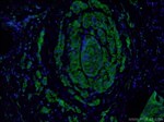 E-cadherin Antibody in Immunohistochemistry (PFA fixed) (IHC (PFA))