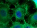 E-cadherin Antibody in Immunocytochemistry (ICC/IF)