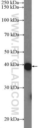 C11orf42 Antibody in Western Blot (WB)