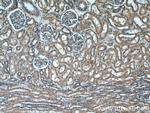 INSC Antibody in Immunohistochemistry (Paraffin) (IHC (P))