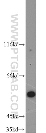 INSC Antibody in Western Blot (WB)