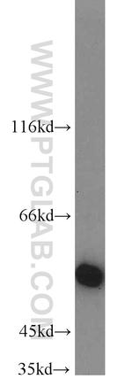 INSC Antibody in Western Blot (WB)