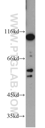 INSC Antibody in Western Blot (WB)