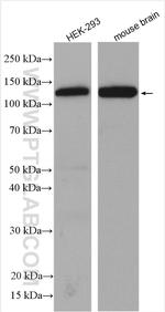 Raptor Antibody in Western Blot (WB)