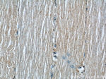 Raptor Antibody in Immunohistochemistry (Paraffin) (IHC (P))