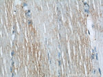 Raptor Antibody in Immunohistochemistry (Paraffin) (IHC (P))