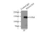 Raptor Antibody in Immunoprecipitation (IP)