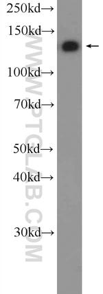 Raptor Antibody in Western Blot (WB)