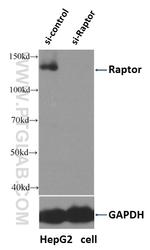 Raptor Antibody in Western Blot (WB)