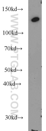 Raptor Antibody in Western Blot (WB)