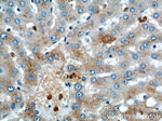 ULK1 Antibody in Immunohistochemistry (Paraffin) (IHC (P))