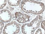 C9orf98 Antibody in Immunohistochemistry (Paraffin) (IHC (P))