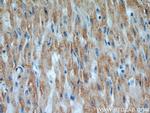 UBXD2 Antibody in Immunohistochemistry (Paraffin) (IHC (P))