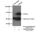 UBXD2 Antibody in Immunoprecipitation (IP)