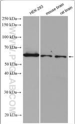 UBXD2 Antibody in Western Blot (WB)