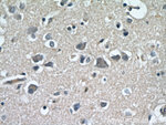 CCDC50 Antibody in Immunohistochemistry (Paraffin) (IHC (P))