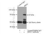 BBS1 Antibody in Immunoprecipitation (IP)