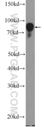 BCL6 Antibody in Western Blot (WB)