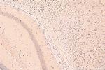 AGRP Antibody in Immunohistochemistry (Paraffin) (IHC (P))