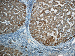 Catalase Antibody in Immunohistochemistry (Paraffin) (IHC (P))