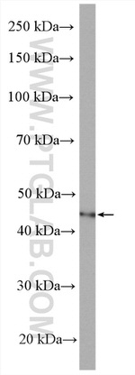 B3GNT6 Antibody in Western Blot (WB)