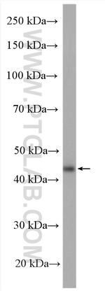 B3GNT6 Antibody in Western Blot (WB)