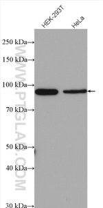 SIX4 Antibody in Western Blot (WB)