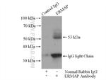 ERMAP Antibody in Immunoprecipitation (IP)