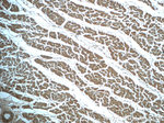 ALDH1L2 Antibody in Immunohistochemistry (Paraffin) (IHC (P))