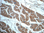 ALDH1L2 Antibody in Immunohistochemistry (Paraffin) (IHC (P))