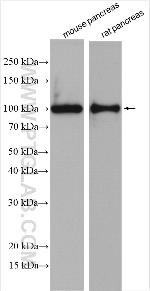 ALDH1L2 Antibody in Western Blot (WB)