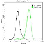 MYH10 Antibody in Flow Cytometry (Flow)