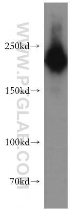 MYH10 Antibody in Western Blot (WB)