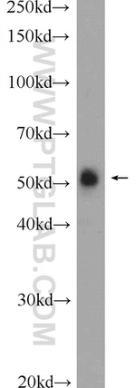 DDRGK1 Antibody in Western Blot (WB)