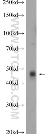 DDRGK1 Antibody in Western Blot (WB)