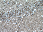 PEA15 Antibody in Immunohistochemistry (Paraffin) (IHC (P))