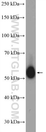 TOR1AIP1 Antibody in Western Blot (WB)