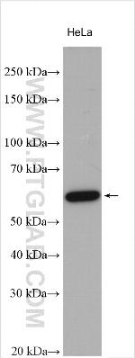 TOR1AIP1 Antibody in Western Blot (WB)